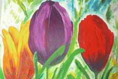 Wilma_Tulpen